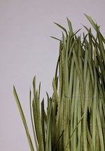 Adult Super Bowl Grass Costume Alt 4