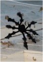 Black 20 inch Poseable Spider