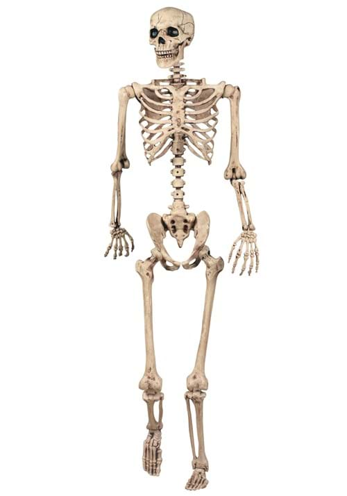 Lifesize Poseable Skeleton