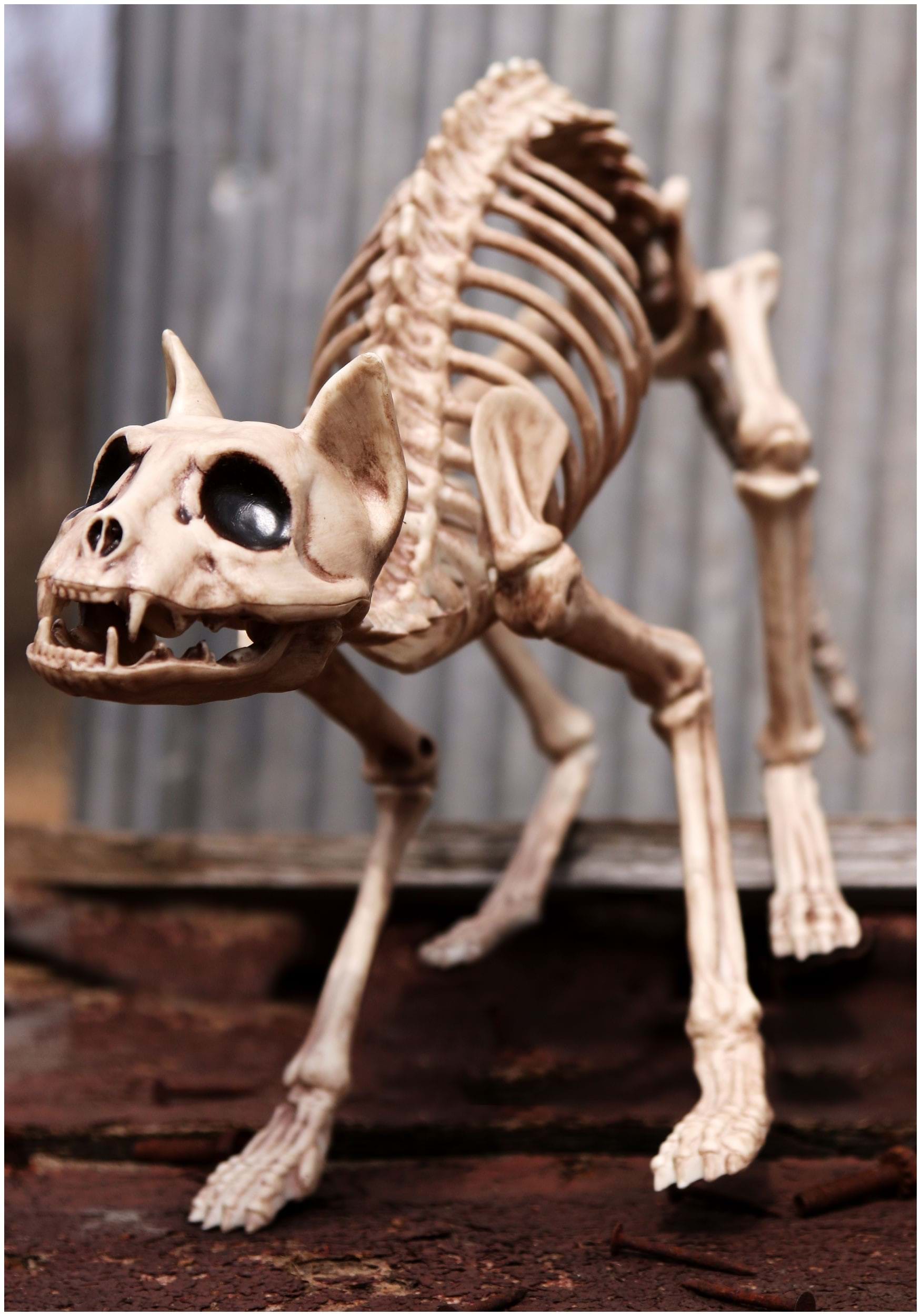 Skeleton Cat Decoration , Halloween Animal Skeleton Prop