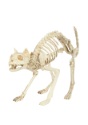 Skeleton Cat alt 1