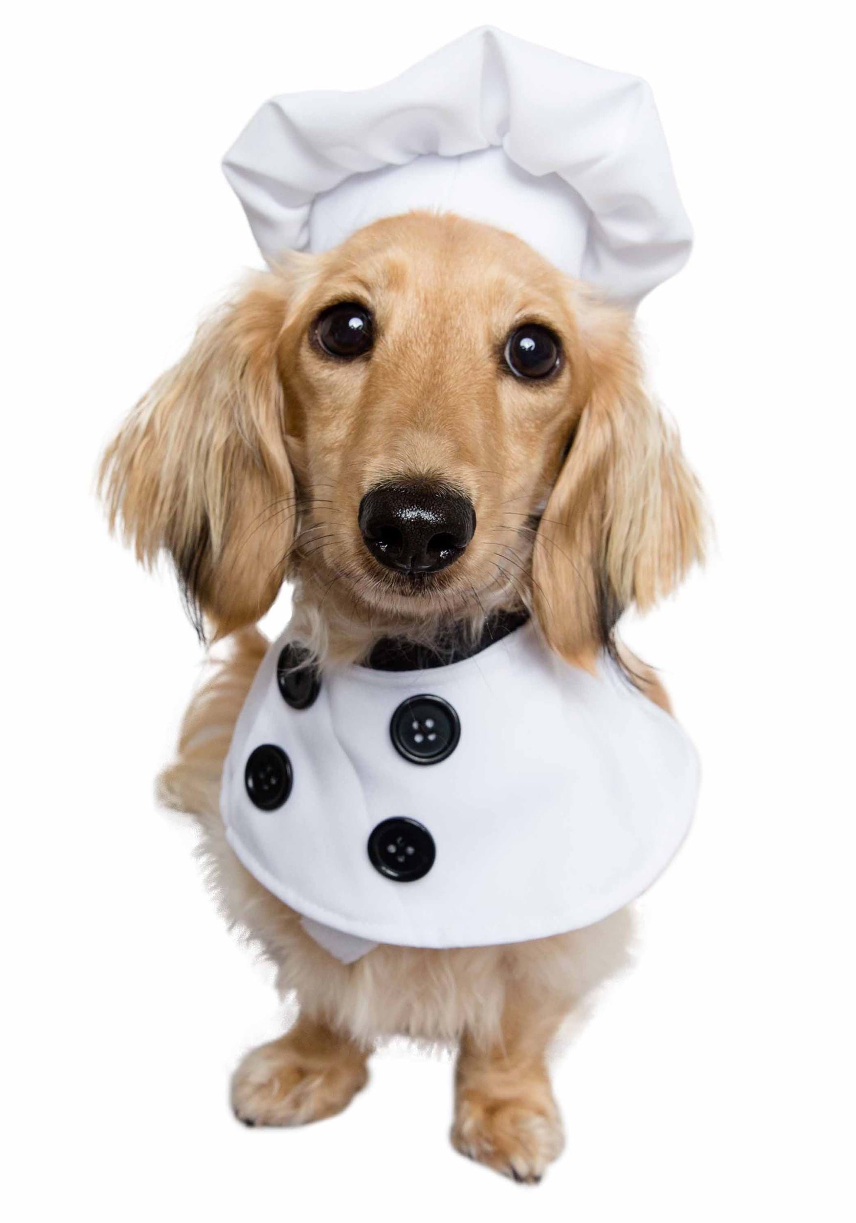 Pet Chef Fancy Dress Costume
