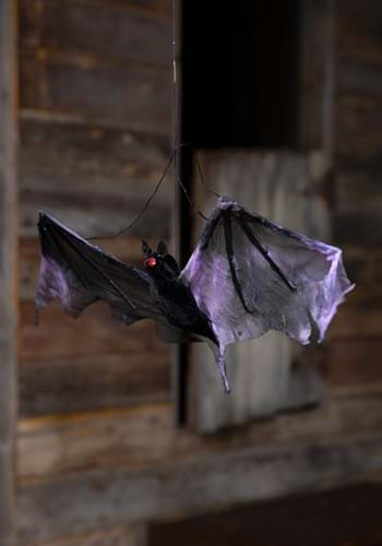 Hanging bat