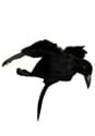 Crow Headband